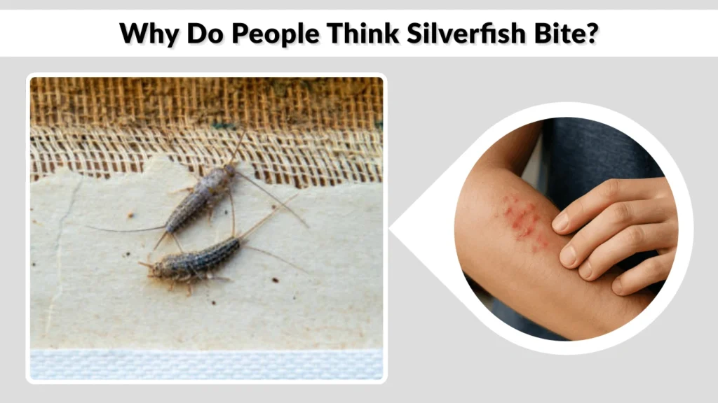Why Do People Think Silverfish Bite