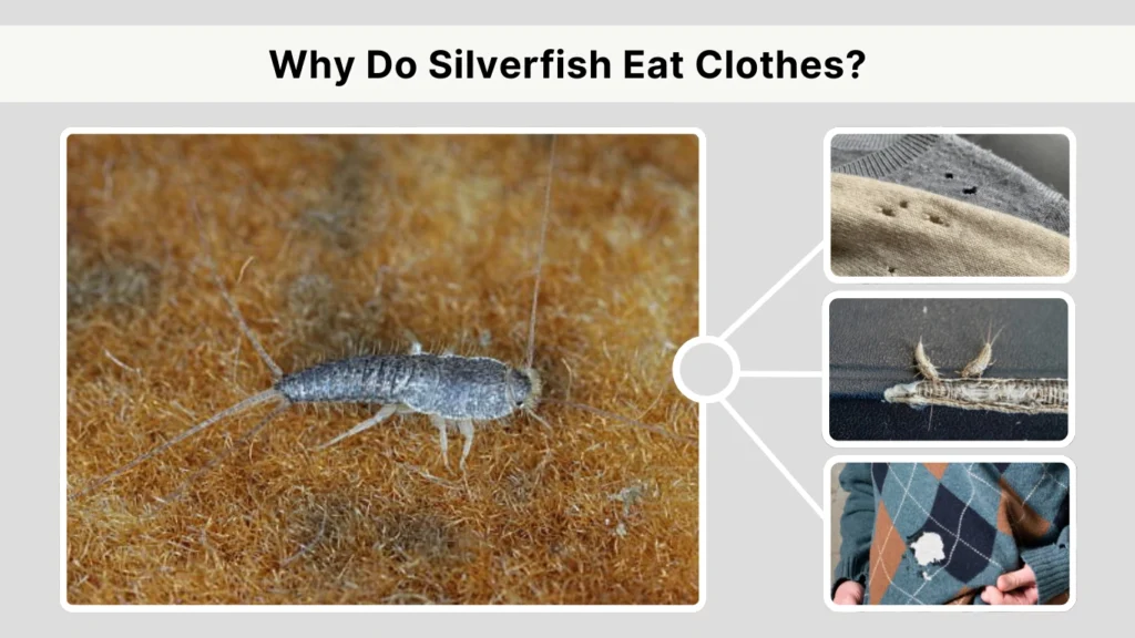 Why Do Silverfish Eat Clothes