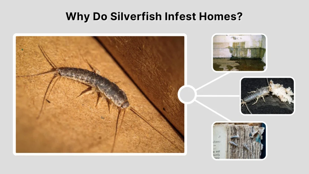 Why Do Silverfish Infest Homes