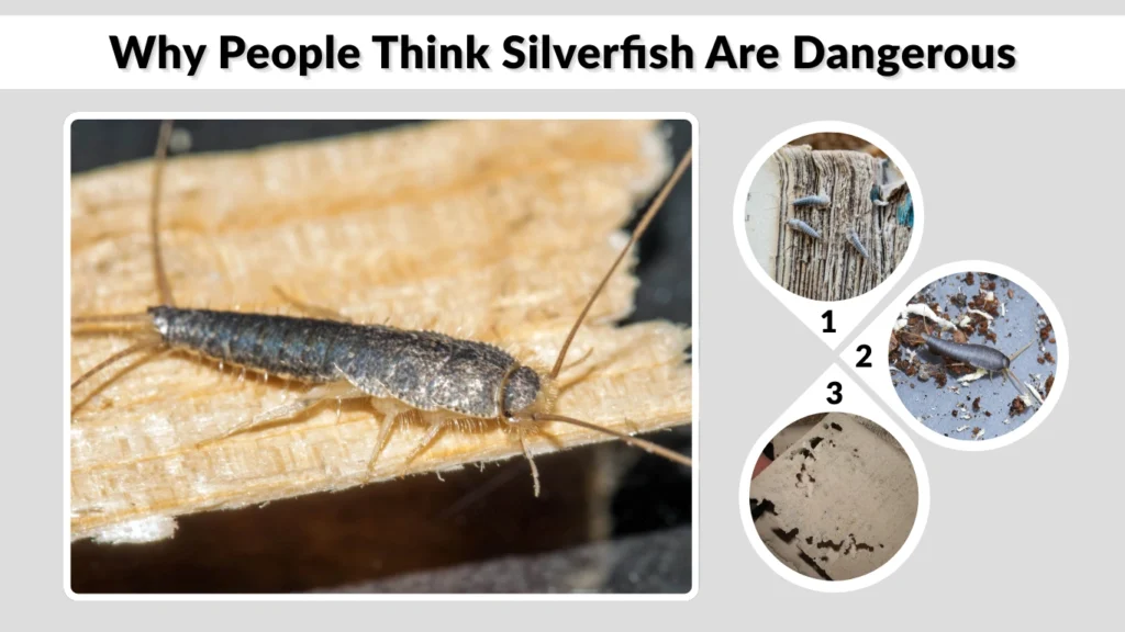 Why People Think Silverfish Are Dangerous