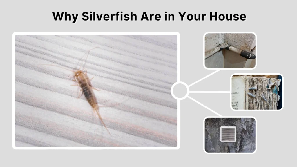 Why Silverfish Are in Your House