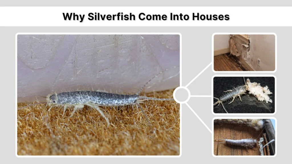 Why Silverfish Come Into Houses