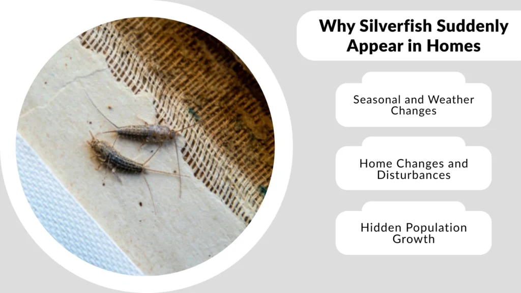 Why Silverfish Suddenly Appear in Homes