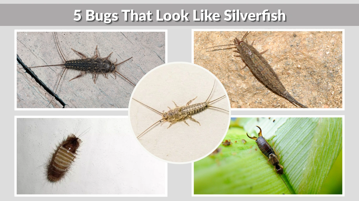 5 Bugs That Look Like Silverfish (But Aren’t)