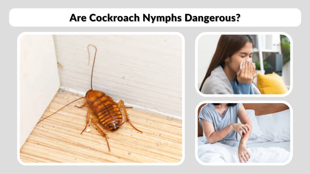 Are Cockroach Nymphs Dangerous