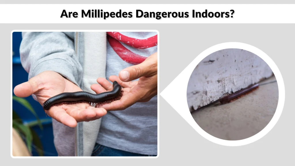 Are Millipedes Dangerous Indoors