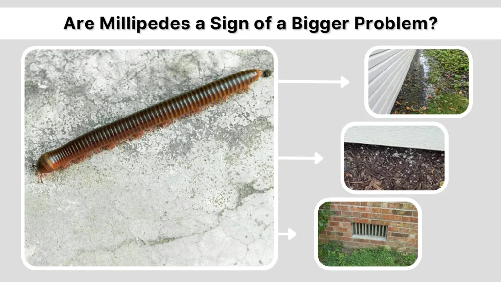 Are Millipedes a Sign of a Bigger Problem