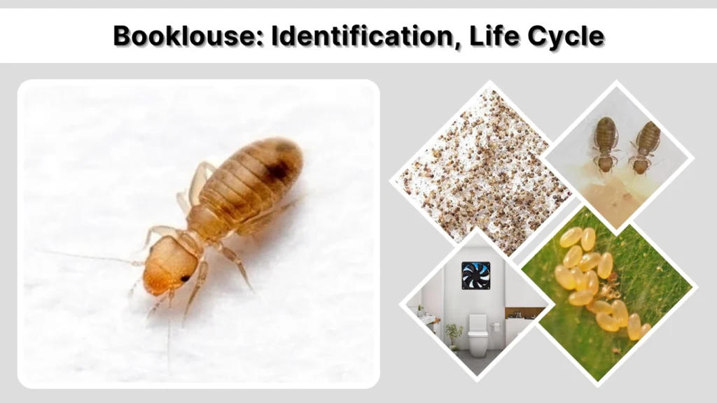 Booklouse Identification, Life Cycle & Control Guide