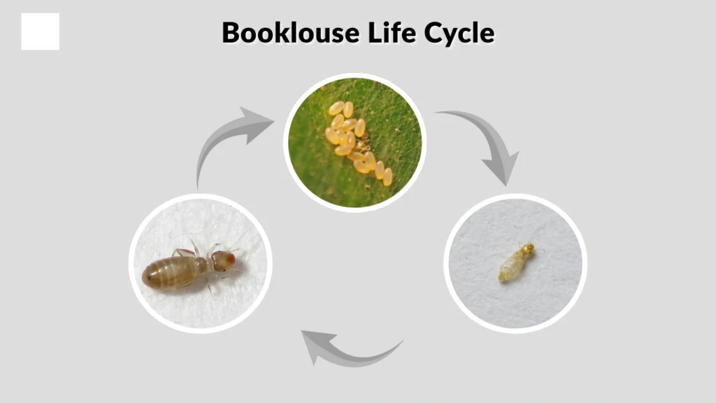 Booklouse Life Cycle