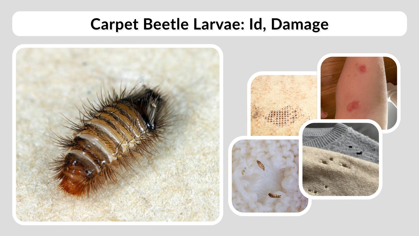 Carpet Beetle Larvae Id, Damage, and How to Get Rid of Them