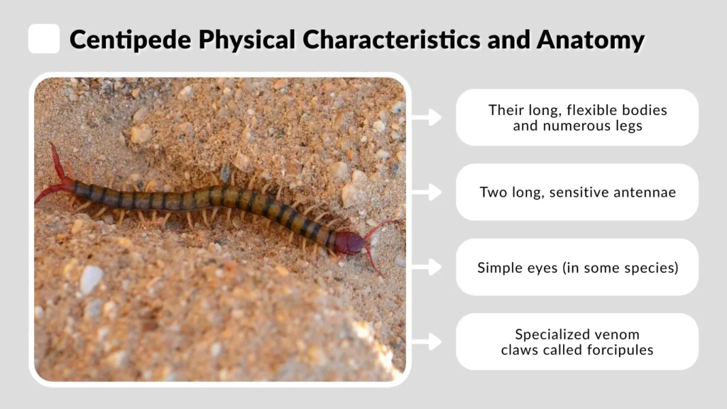 Centipede Physical Characteristics and Anatomy
