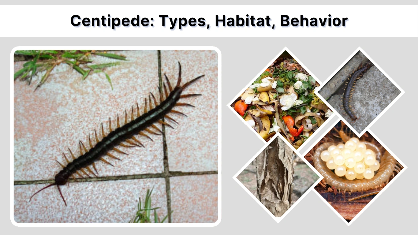 Centipede Types, Habitat, Behavior, and Control Guide
