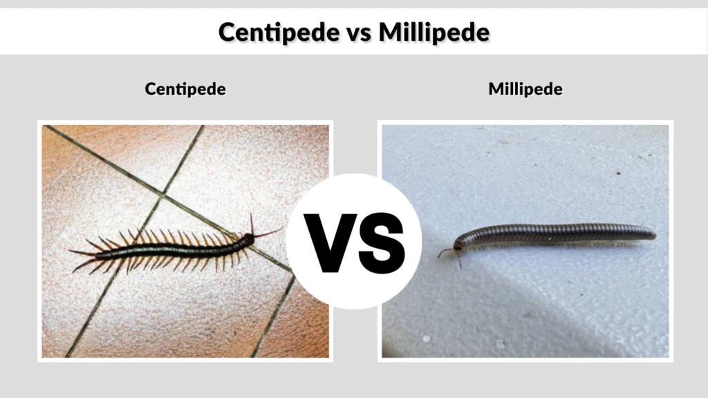 Centipede vs Millipede