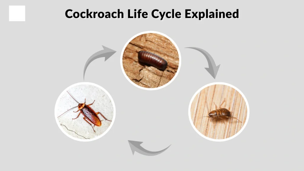 Cockroach Life Cycle Explained