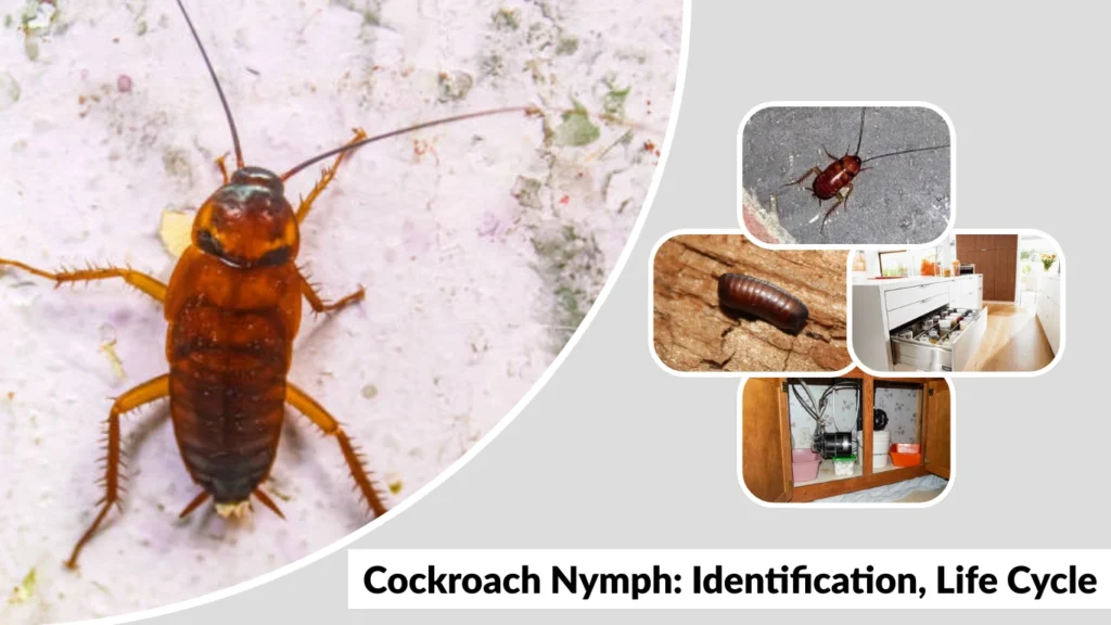 Cockroach Nymph Identification, Life Cycle & Control Guide