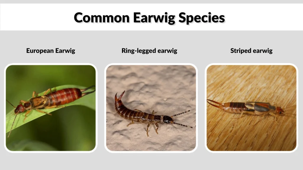Common Earwig Species