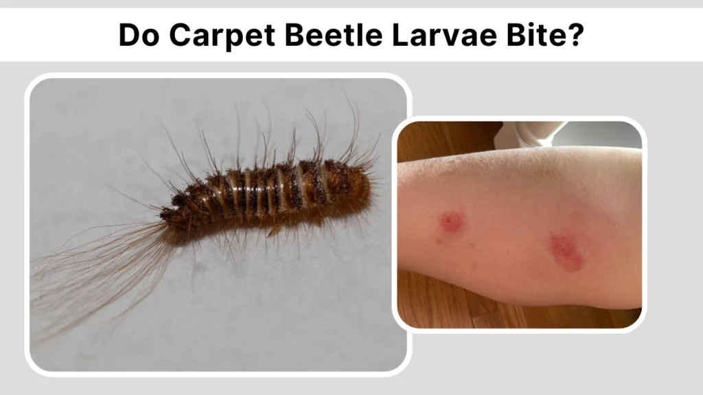 Do Carpet Beetle Larvae Bite