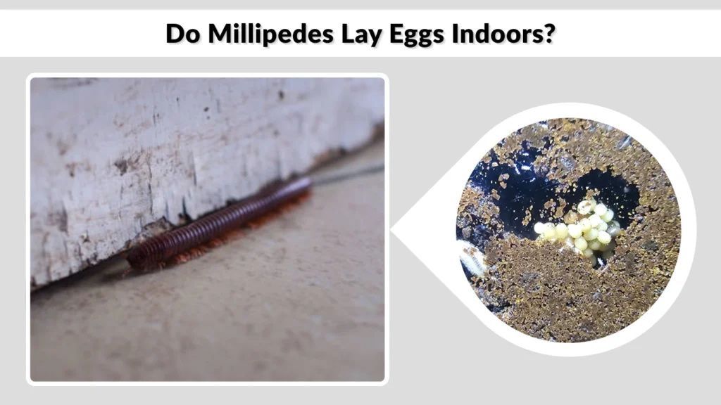 Do Millipedes Lay Eggs Indoors