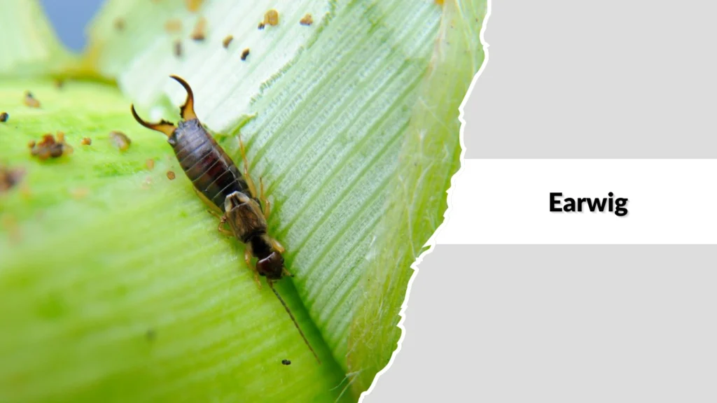 Earwig