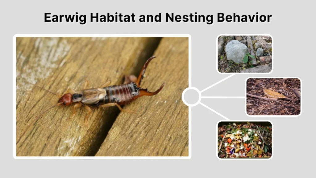 Earwig Habitat and Nesting Behavior
