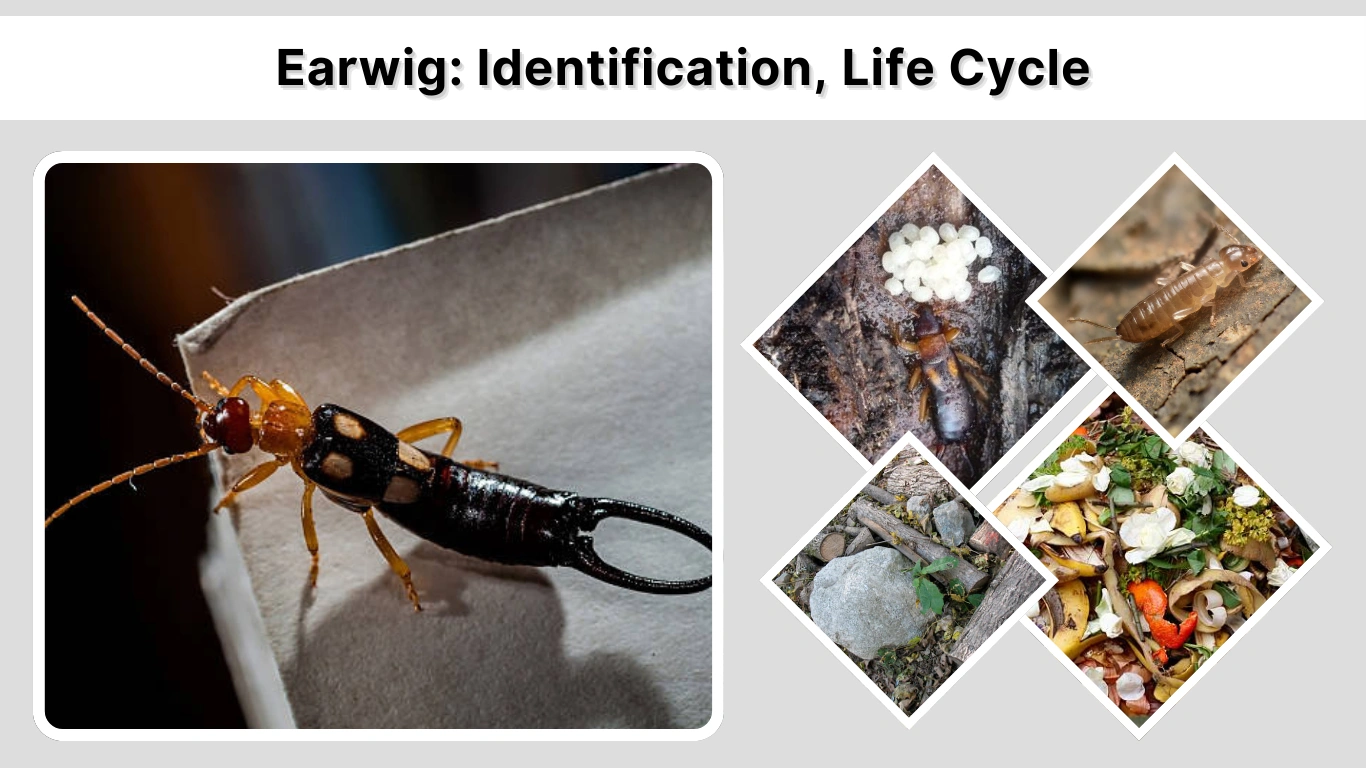 Earwig Identification, Life Cycle, Habitat & Control Guide