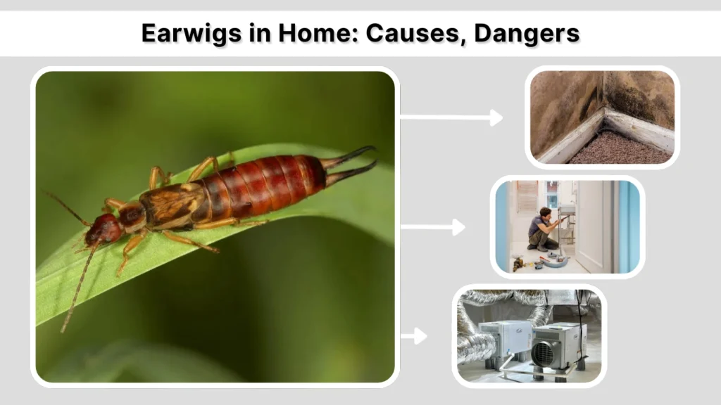 Earwigs in Home Causes, Dangers, and How to Get Rid of Them