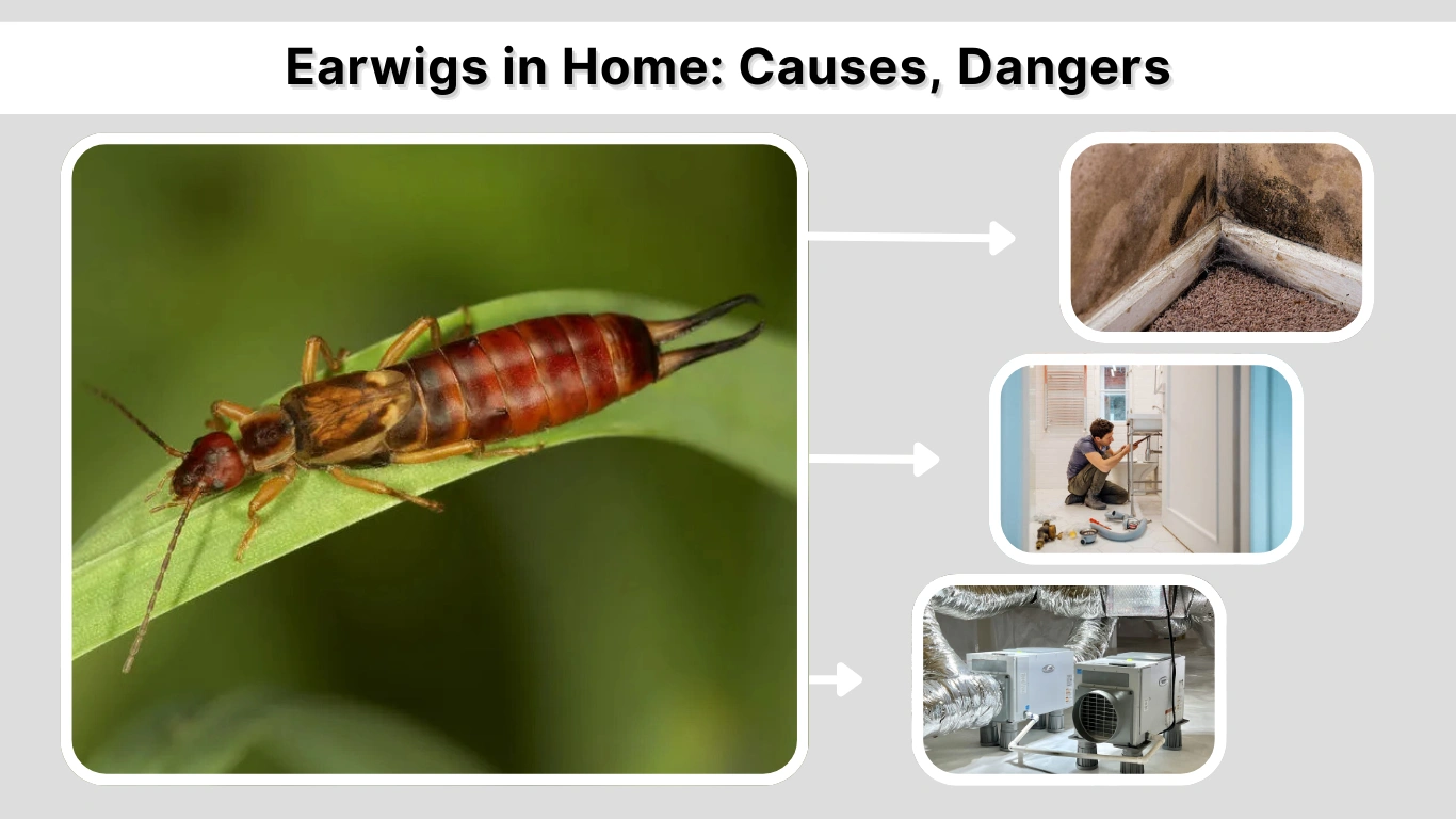 Earwigs in Home Causes, Dangers, and How to Get Rid of Them