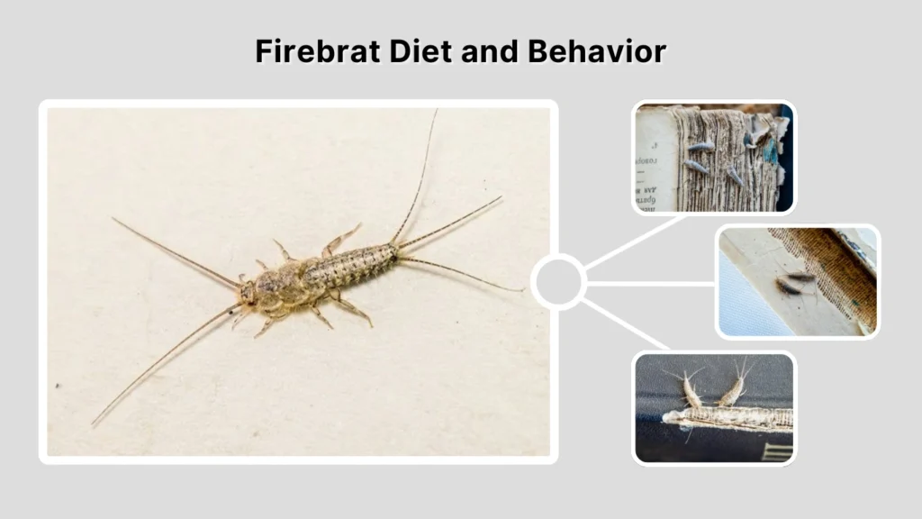 Firebrat Diet and Behavior