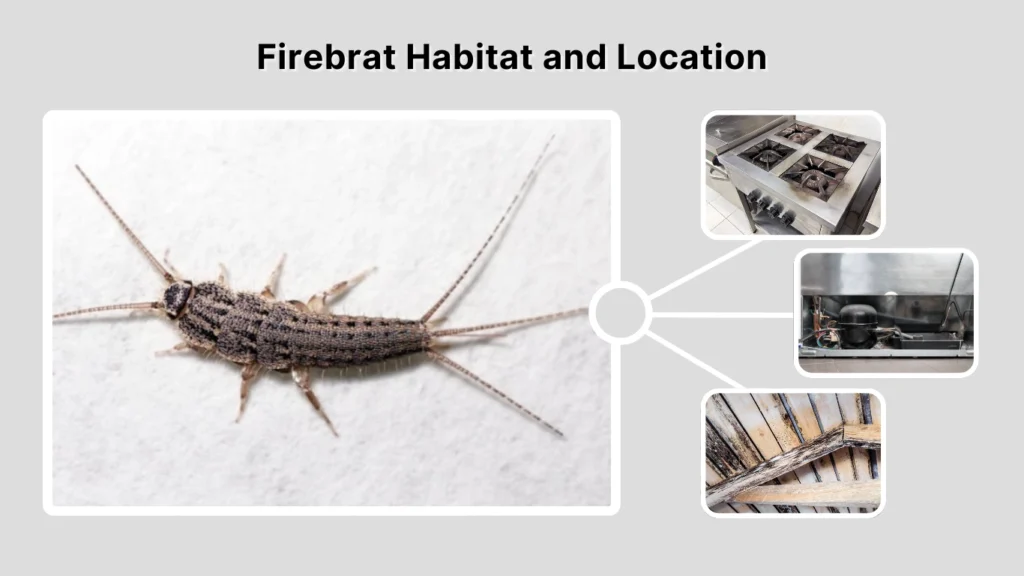 Firebrat Habitat and Location
