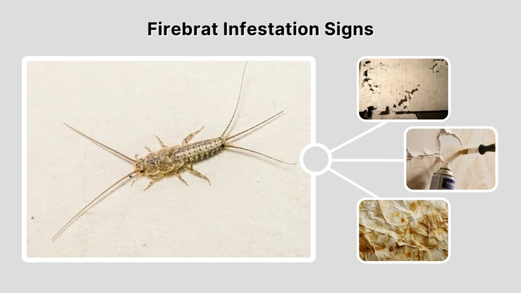 Firebrat Infestation Signs
