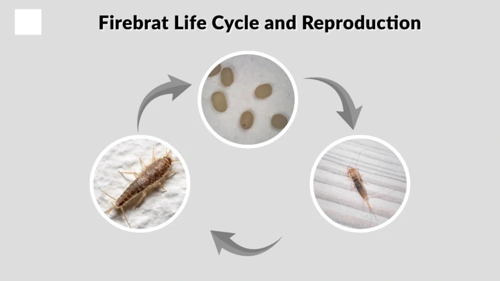 Firebrat Life Cycle and Reproduction