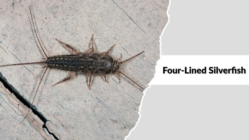 Four-Lined Silverfish