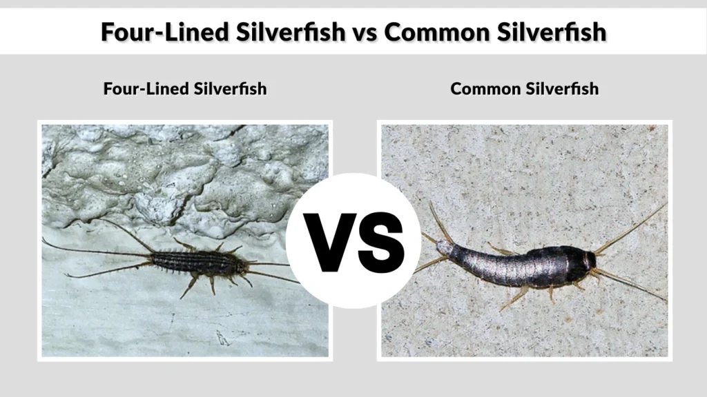 Four-Lined Silverfish vs Common Silverfish