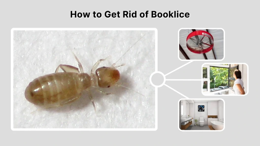 How to Get Rid of Booklice