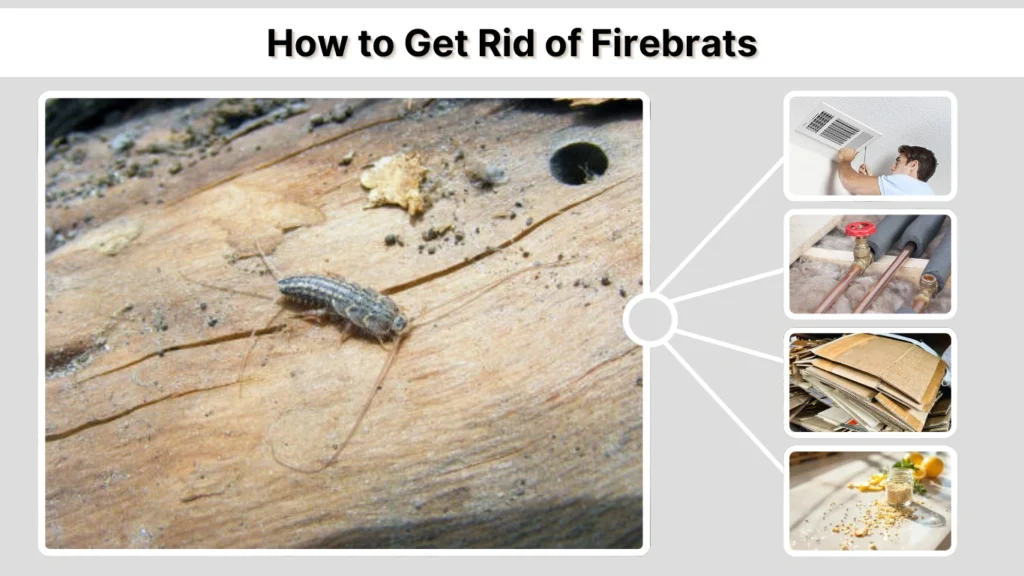 How to Get Rid of Firebrats
