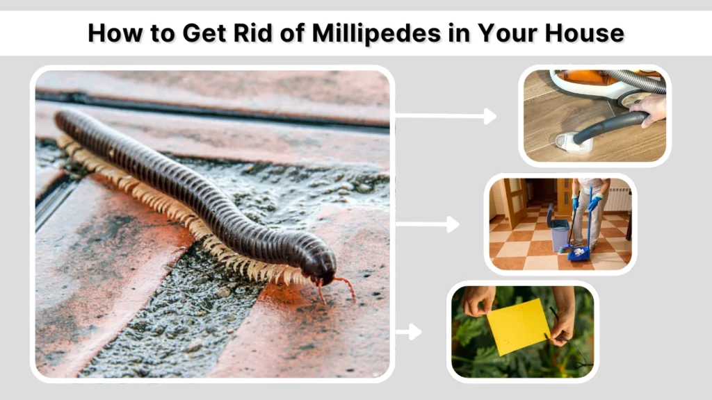 How to Get Rid of Millipedes in Your House