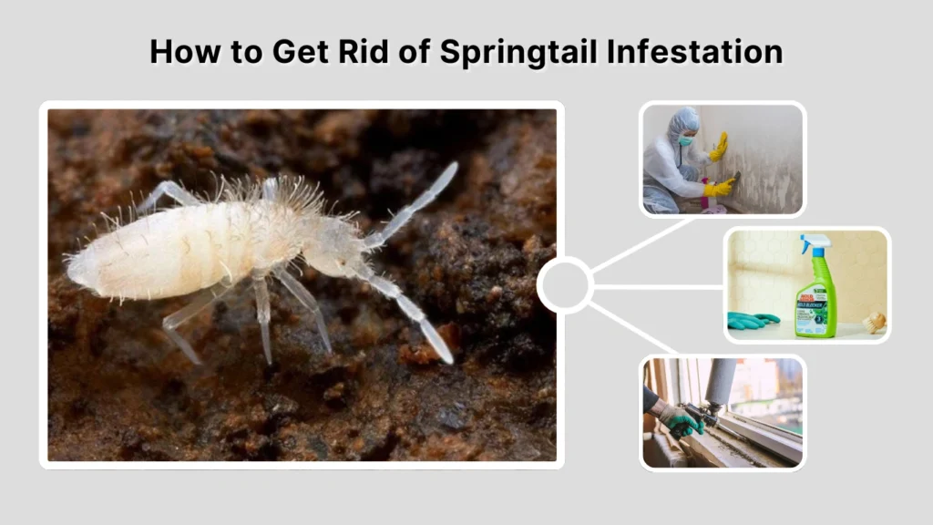 How to Get Rid of Springtail Infestation