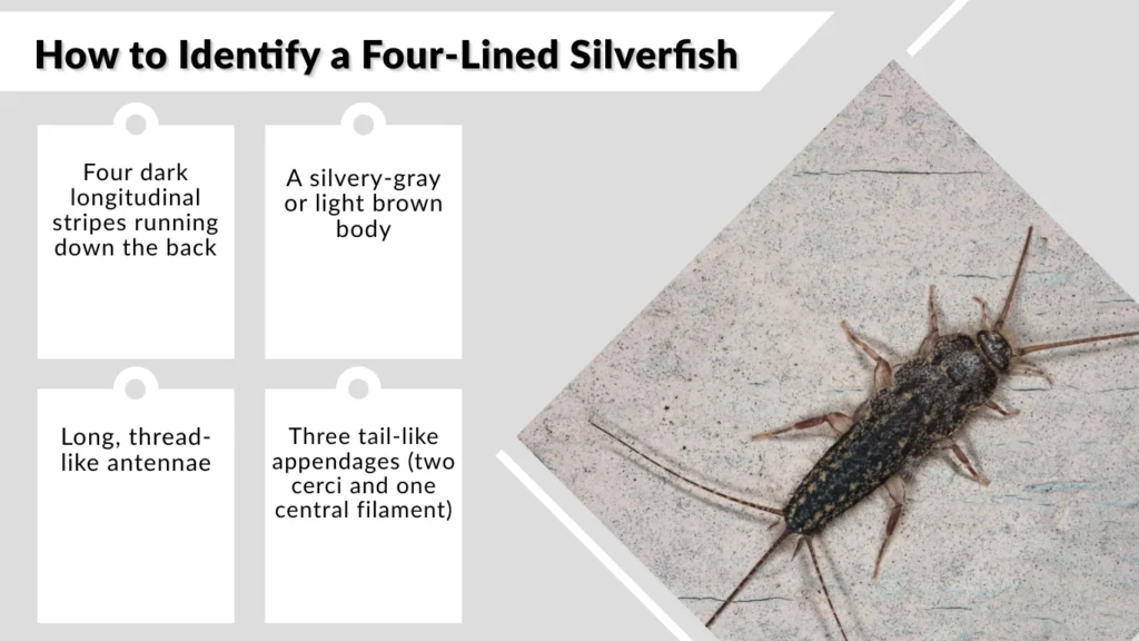 How to Identify a Four-Lined Silverfish