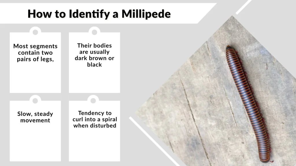 How to Identify a Millipede