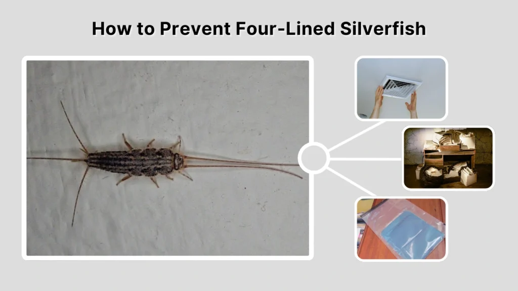 How to Prevent Four-Lined Silverfish