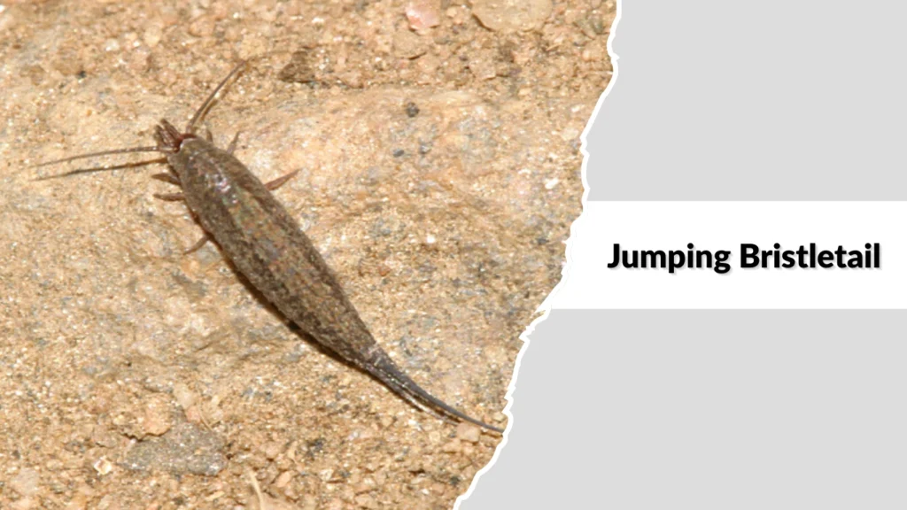 Jumping Bristletail
