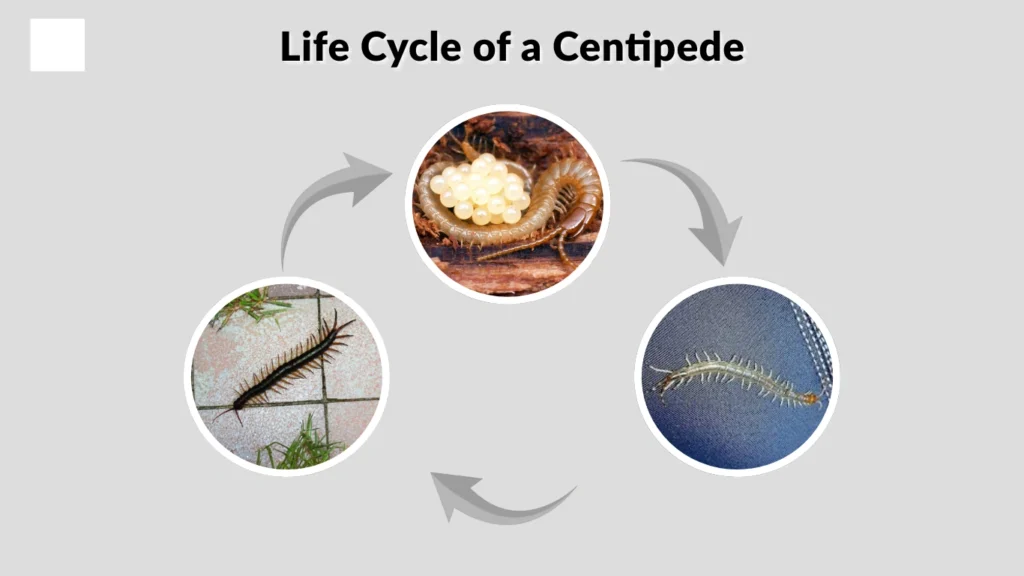 Life Cycle of a Centipede