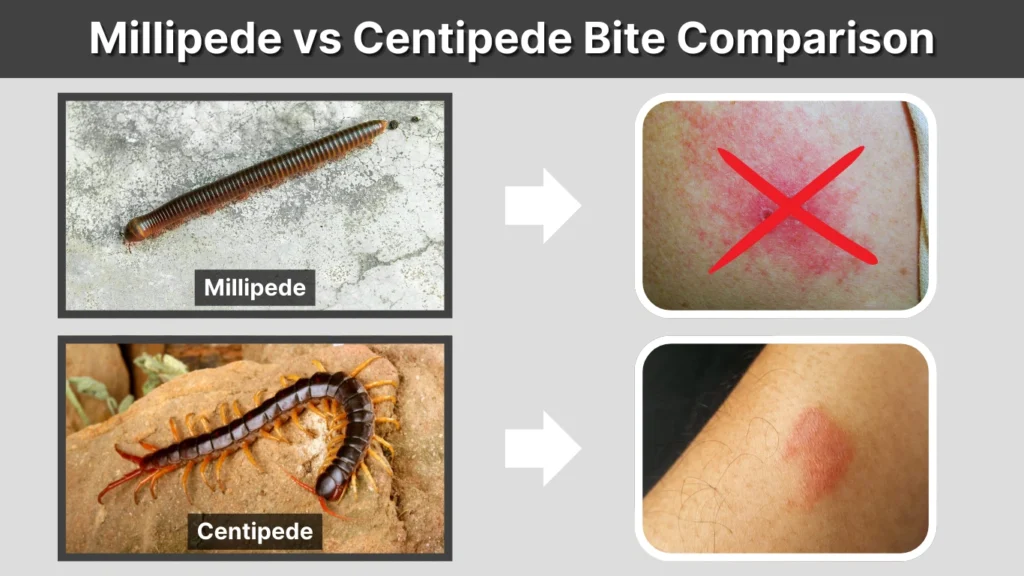 Millipede vs Centipede Bite Comparison