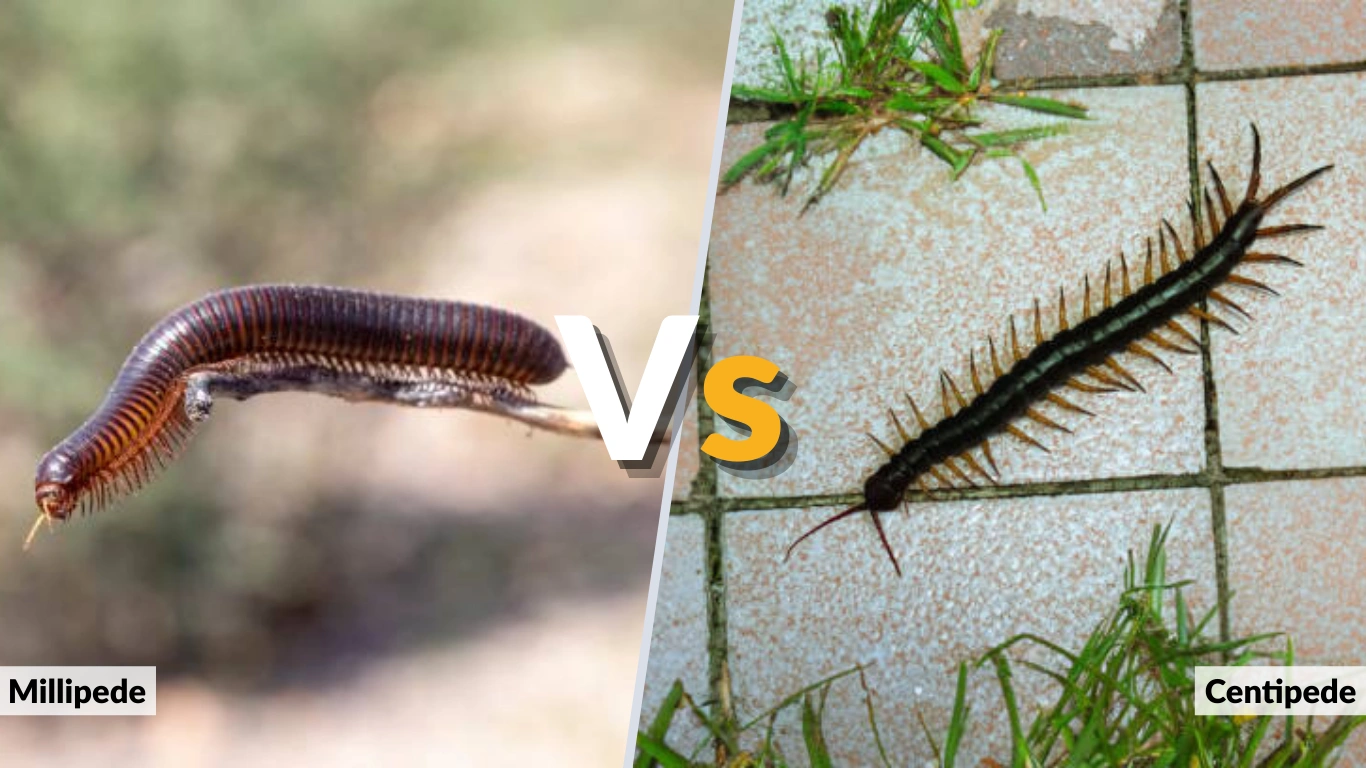 Millipede vs Centipede What’s the Difference