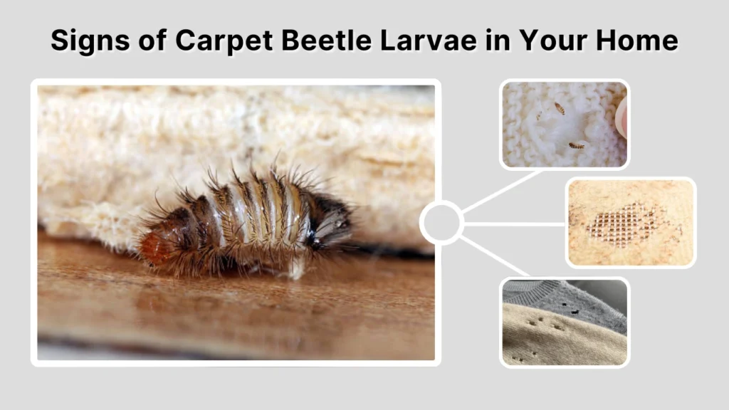 Signs of Carpet Beetle Larvae in Your Home