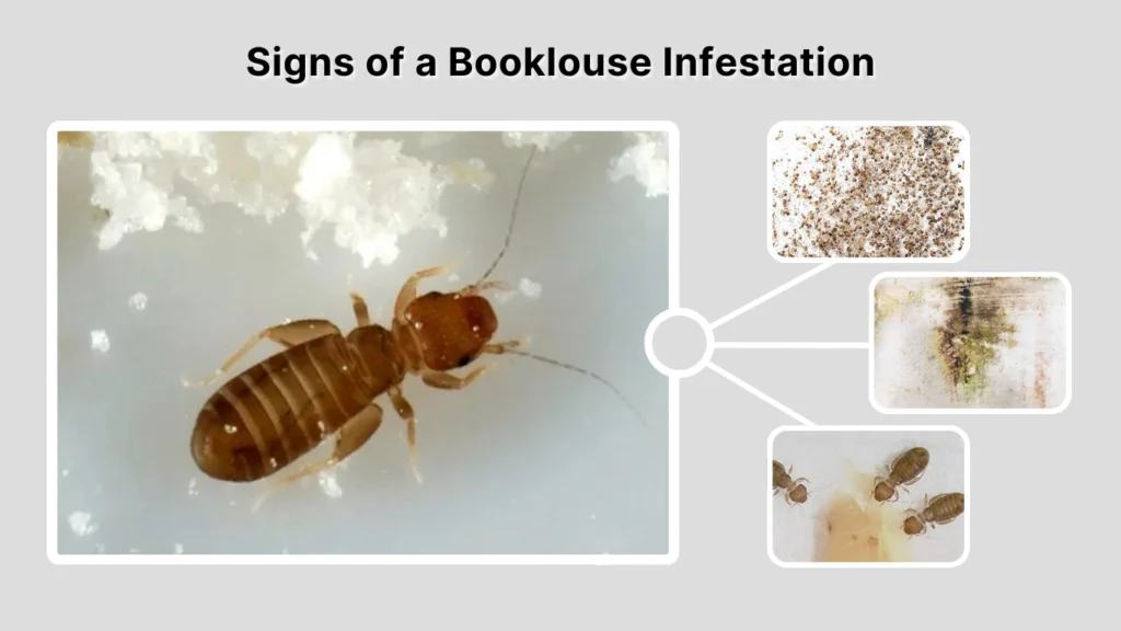 Signs of a Booklouse Infestation