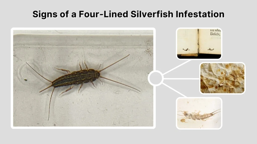 Signs of a Four-Lined Silverfish Infestation