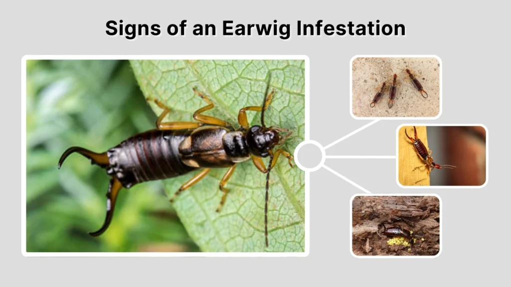 Signs of an Earwig Infestation