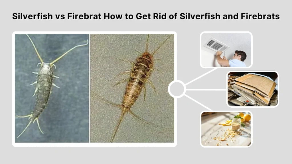 Silverfish vs Firebrat How to Get Rid of Silverfish and Firebrats