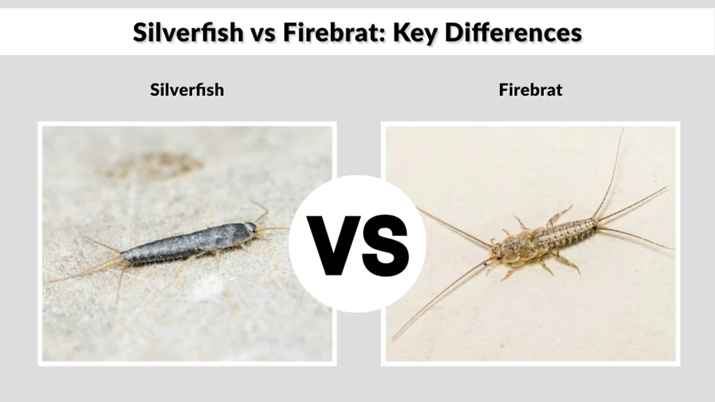 Silverfish vs Firebrat Key Differences